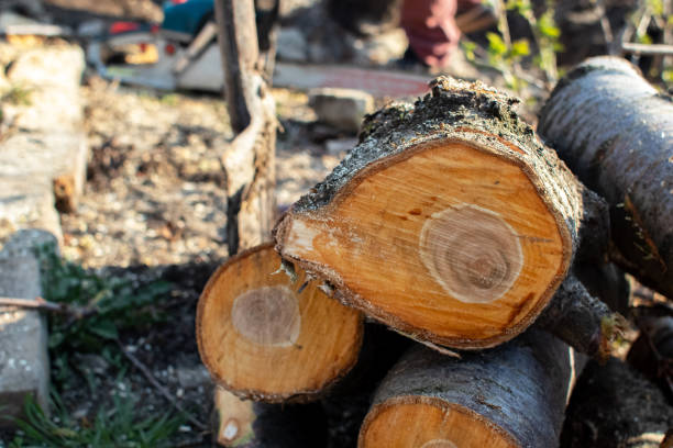 How Our Tree Care Process Works  in  Plymouth, IN